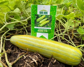 Vietnamese Yellow Melon Seeds - Long Musk Melon