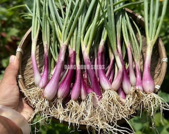 May include: A bunch of fresh purple scallions with green stalks and white roots, displayed in a woven basket.