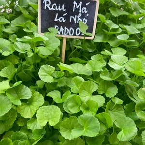 Pennywort - Rau Má Lá Nhỏ- Centella Asiatica Small leaf seeds - Gotu Kula