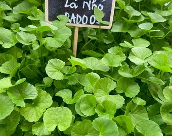Pennywort - Rau Má Lá Nhỏ- Centella Asiatica Small leaf seeds - Gotu Kula
