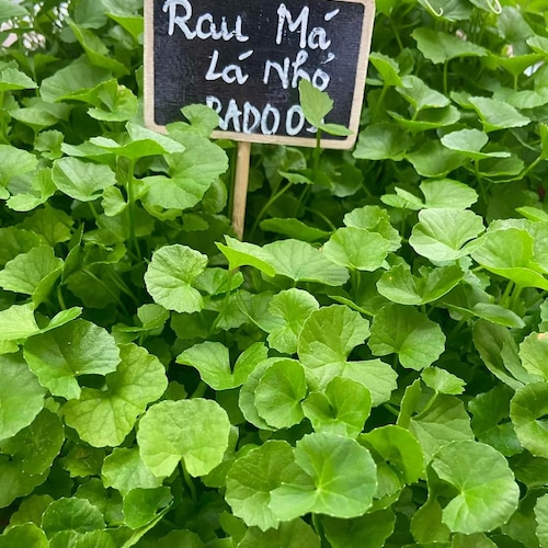 ASIAN VEGETABLE - Pennywort - Rau Má Lá Nhỏ - Centella Asiatica ASIAN VEGETABLE - Pennywort - Rau Má Lá Nhỏ - Centella Asiatica