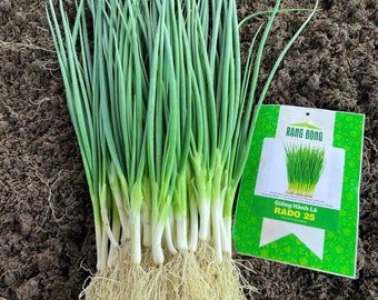 May include: A bunch of green scallions with white roots, sitting on brown soil. A green and white seed packet with the text "Giống Hành Lá RADO 25" is to the right of the scallions.