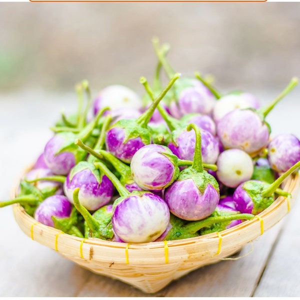 ROUND PURPLE EGGPLANT Seeds - Purple small eggplant -  Cà Pháo Tím