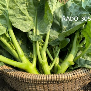 May include: A basket filled with fresh green leafy vegetables, with the text "RADO 305" visible on one of the leaves.