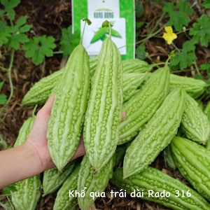 May include: A close-up of a pile of green bitter melon, also known as bitter gourd. The melon is long and slender with a bumpy texture. The text "Khổ qua trái dài Rado 316" is visible at the bottom of the image.