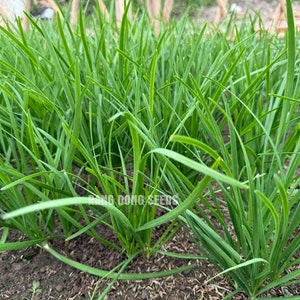 Asian herb - Vietnamese Chives seeds - small leaf - hẹ sẻ miền Trung, thân lá nhỏ