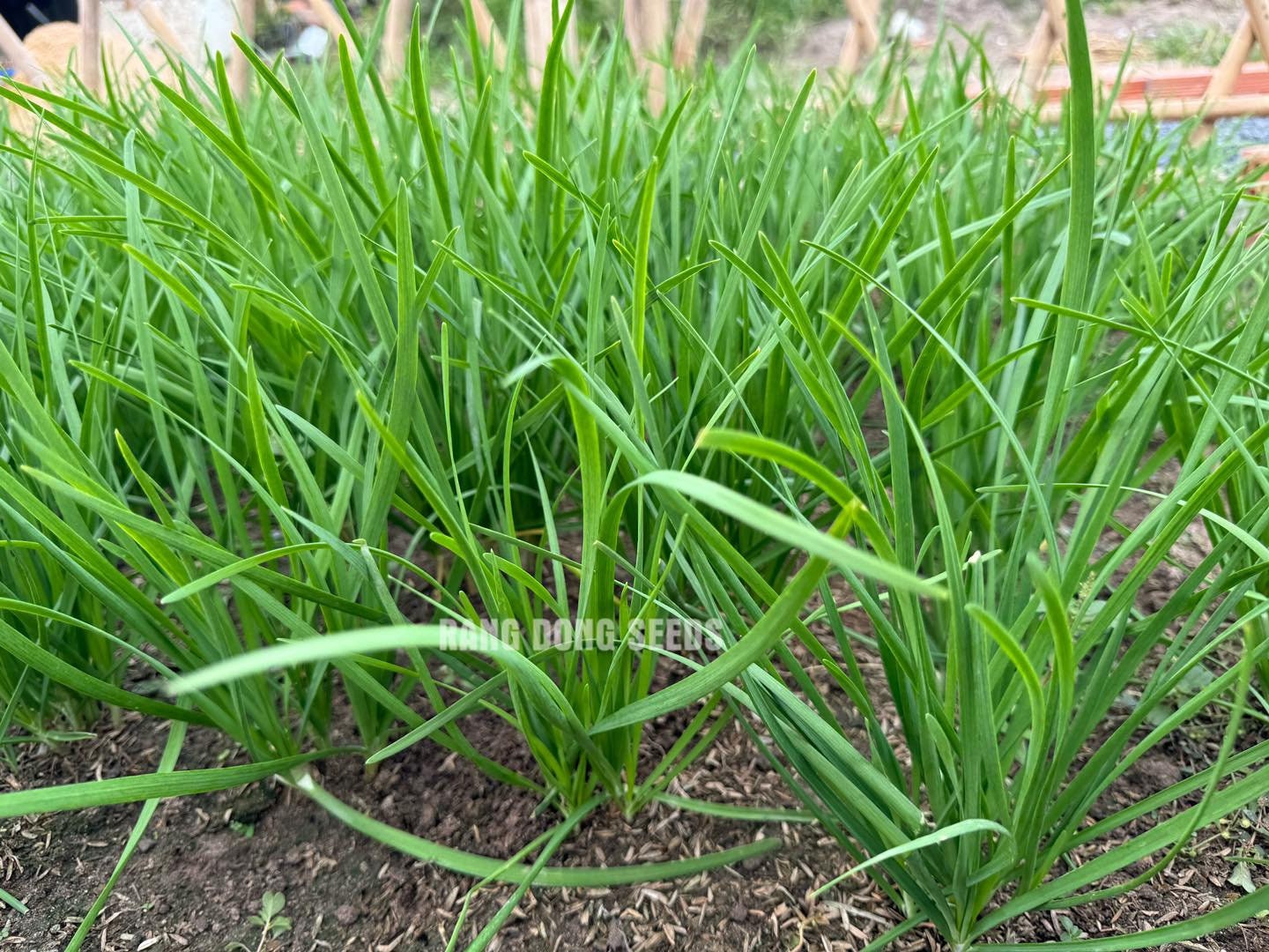 Asian herb - Vietnamese Chives seeds - small leaf - hẹ sẻ miền Trung, thân lá nhỏ