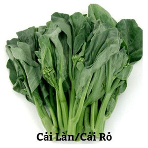 Asian vegetable - Chinese Broccoli Seeds - Chinese Kale - Cải rổ/ cải làn - Kailaan