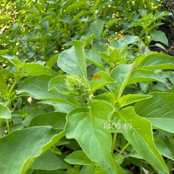 ASIAN HERB - Thai lemon basil - Hoary basil - Lemon basil - Lá é / rau thơm sả / Húng trắng