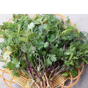 Asian herb - Coriander - Cilantro purple - Ngò rí thân tím, mùi tía, mùi cồn Nam Định