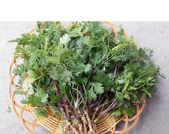 Asian herb - Coriander seeds - Asian Purple Cilantro - Ngò rí thân tím - mùi tía, mùi cồn Nam Định