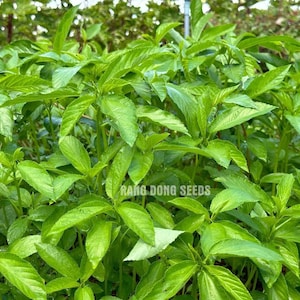 Green Molokhia Seeds: Egyptian Spinach, Saluyot - Asian Vegetable