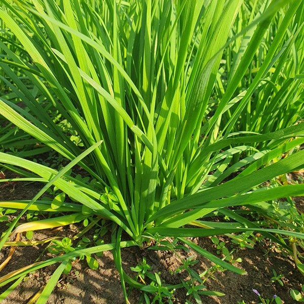 Asian herb - Asian Chives seeds - hẹ lá châu á