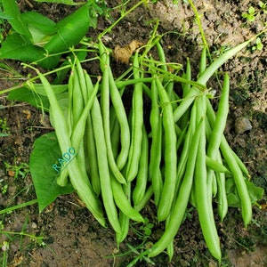 May include: A bunch of fresh green string beans on a bed of brown soil. The beans are long and slender, with a slightly curved shape.