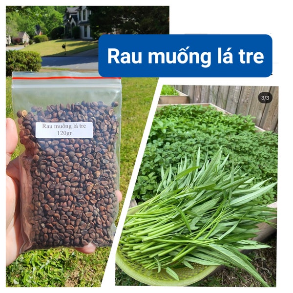 Bamboo Leaf Water Spinach, Convolvulus Seeds - Kang Kong - Ong Choy - Rau Muống Lá Tre