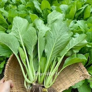 Asian vegetable - Mustard seeds - Choysum - Cải ngọt