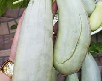 MELON - Chinese Banana Melon seeds (crispy juicy sweet) Hybrid - Dưa chuối F1