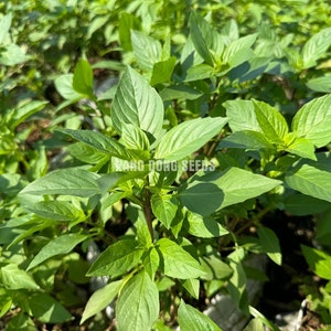 May include: A close-up view of a patch of green basil plants growing in a garden. The plants are lush and healthy, with vibrant green leaves.