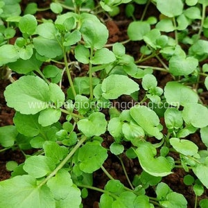 Vegetable - Watercress seeds - Xà lách xoong