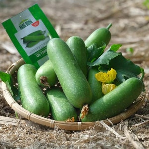 WAX GOURD - Hairy melon F1 - Bí đao chanh F1