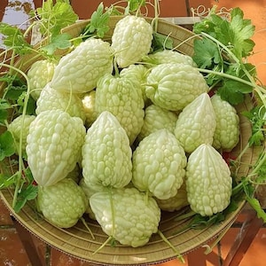 Taiwan White Apple Bitter Gourd Seeds - Khổ Qua Trái Tim/táo Trắng Đài
