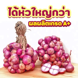 Thailand Red Onion Shallot Seeds - Asian Herb - Củ hành tím Thái lan