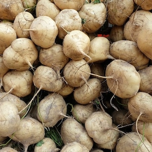 True Jicama Seeds - Asian Yam Bean - Củ sắn Việt Nam