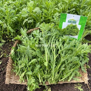 May include: A close-up of a basket of fresh green leafy vegetables. The vegetables are arranged in a woven basket and are ready to be harvested. The basket is sitting on a bed of brown soil. A small white and green bag with the text "Rang Dong" is visible in the background.