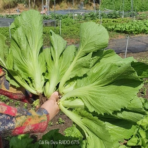 Asian Vegetable - Chinese mustard - Gai choi - Cải bẹ dưa, cải làm dưa