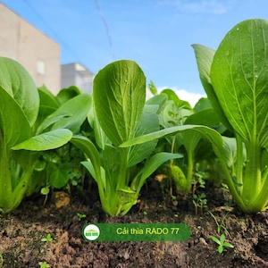 Asian vegetable - Mustard seeds - Green Pak choi - Cabbage Seeds - Bok Choy -  Cải thìa