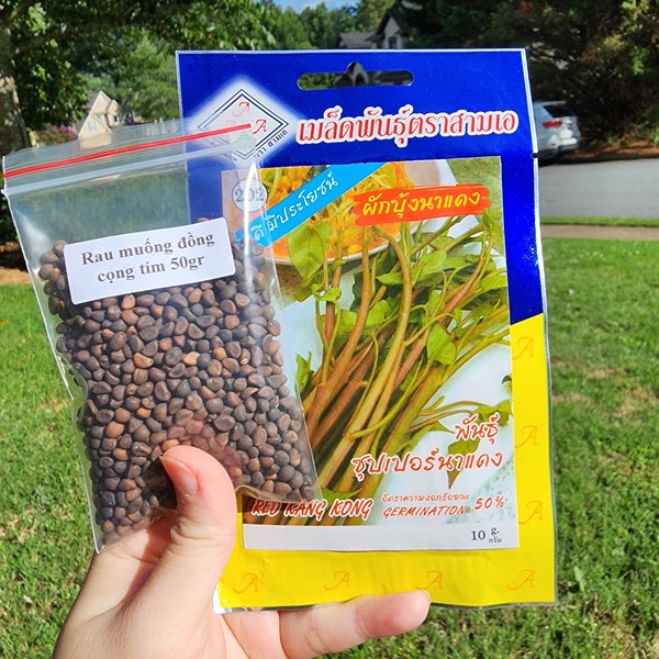 Thailand Red Kang Kong, Water Spinach, Convolvulus Seeds, Rau Muống đồng cọng tím - Rau muống tím siêu giòn