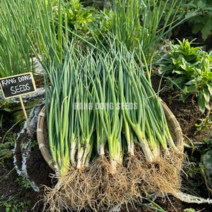 May include: A bunch of green scallions with roots, freshly harvested from a garden. A small black sign reads "Rang Dong Seeds".