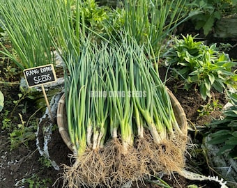 Asian herb - Heat-resistant Green onion Seeds - Year Round Growing - Hành hương chịu nhiệt,