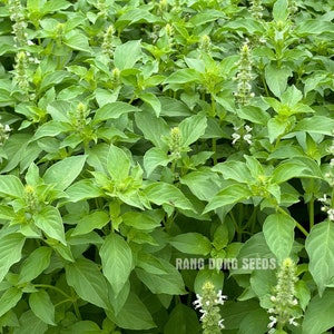 May include: A close-up view of a lush green patch of basil plants with white flowers blooming. The plants are densely packed together, creating a vibrant and fragrant display. The text "Rang Dong Seeds" is visible in the lower right corner of the image.