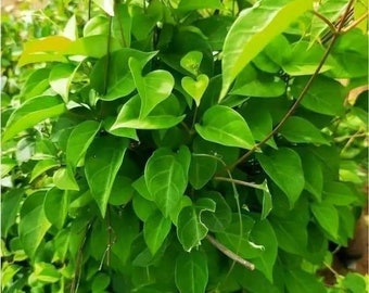 River Leaf Vine - Aganonerion- Sour Leaf Seeds - Hạt Lá Giang