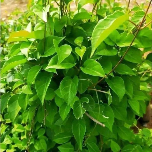 River Leaf Vine - Aganonerion- Sour Leaf Seeds - Hạt Lá Giang