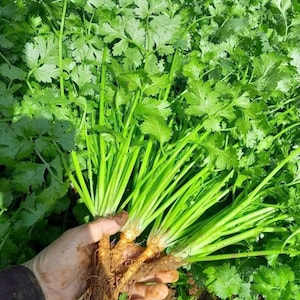 Asian herb - Coriander - Cilantro - Chinese/Vietnamese Celery seeds - Ngò rí hạt nhỏ. Rau mùi