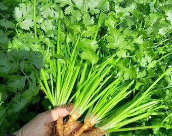 Asian herb - Coriander - Cilantro - Chinese/Vietnamese Celery seeds - Ngò rí hạt nhỏ. Rau mùi