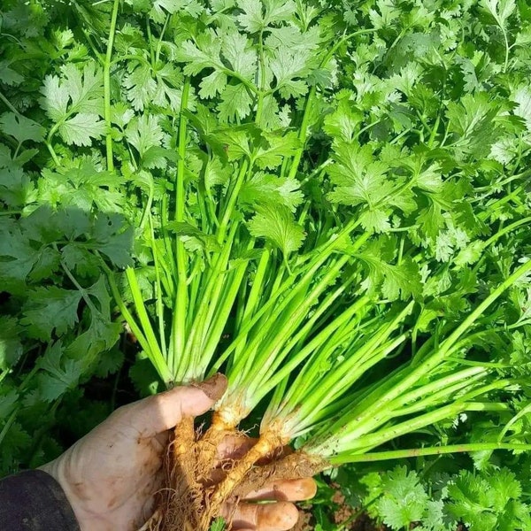 Asian herb - Coriander - Cilantro - Chinese/Vietnamese Celery seeds - Ngò rí hạt nhỏ. Rau mùi