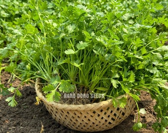 Asian herb - Coriander / Cilantro seeds - Chinese/Vietnamese Celery seeds - Ngò rí hạt nhỏ. Rau mùi