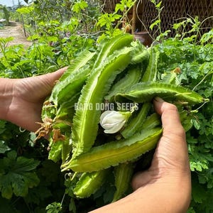 Winged Bean Seeds (Dragon Bean) – Protein-Rich Vining Bean – Jerra's Garden