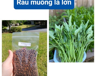 Large Leaf Water Spinach, Convolvulus Seeds - Kang Kong - Ong Choy - Rau Muống Lá Lớn