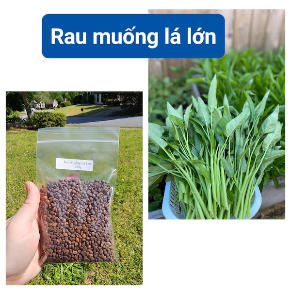 Large Leaf Water Spinach, Convolvulus Seeds - Kang Kong - Ong Choy - Rau Muống Lá Lớn