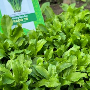 Asian herb - Vietnamese Culantro seeds - Ngò gai, mùi tàu