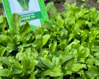 Asian herb - Vietnamese Culantro seeds - Ngò gai, mùi tàu
