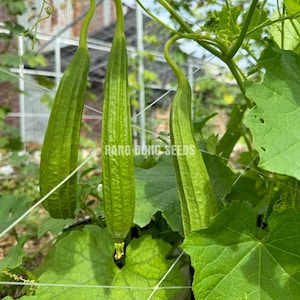 May include: Three long, green loofah gourds growing on a vine with green leaves. The gourds are hanging vertically and are supported by a white string trellis.