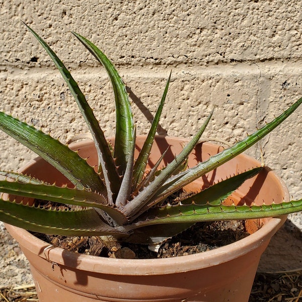 Dyckia 'Red Devil' - Red-leafed Dyckia