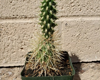 Rooted Teddy Bear Cholla - Cylindropuntia Bigelovii