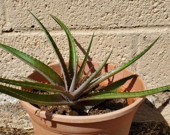 Dyckia 'Red Devil' - Red-leafed Dyckia