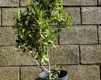 Ficus Nitida (Indian Laurel Fig)  32 inches tall